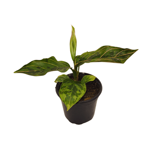 red army aglaonema Aglaonema 'Red Army' — Cactus en Ligne