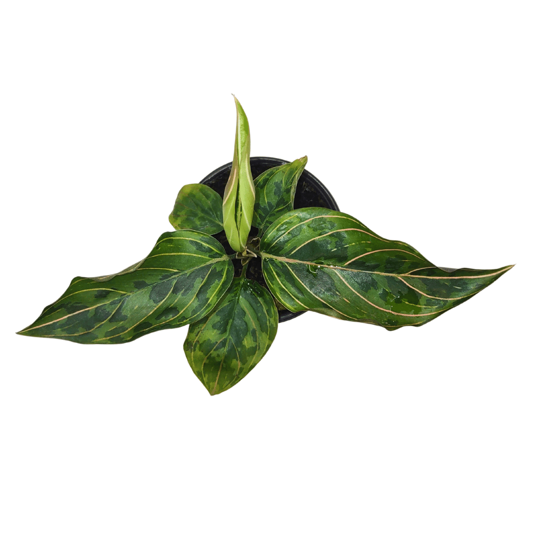 aglaonema red army Aglaonema 'Red Army' — Cactus en Ligne