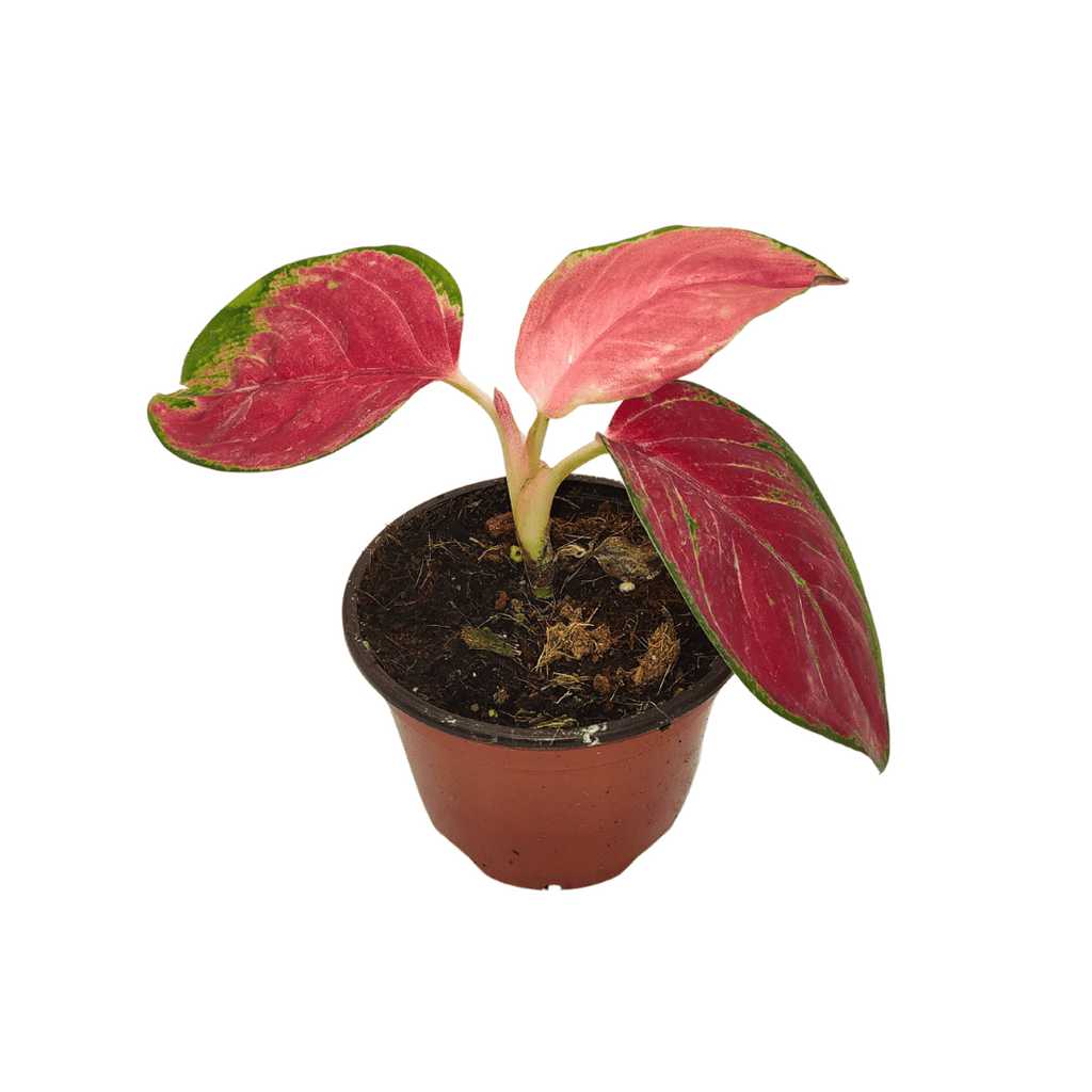 aglaonema red king Aglaonema 'Red King' — Cactus en Ligne