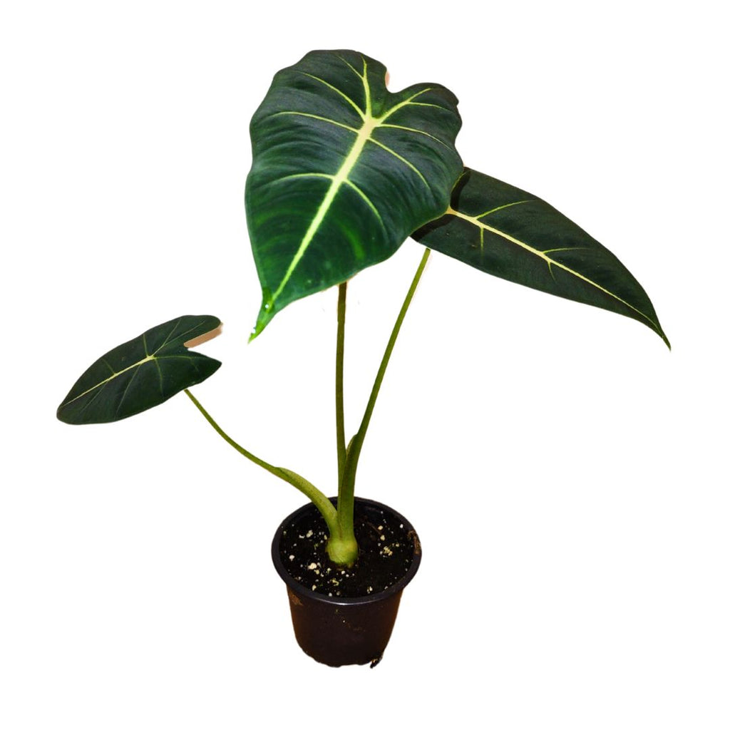 その他観葉植物 Alocasia Frydek Alocasia Frydek — Cactus en Ligne