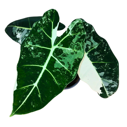 Alocasia Frydek Variegata - Cactus en ligne