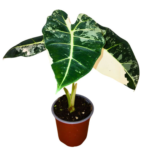 Alocasia Frydek Variegata - Cactus en ligne