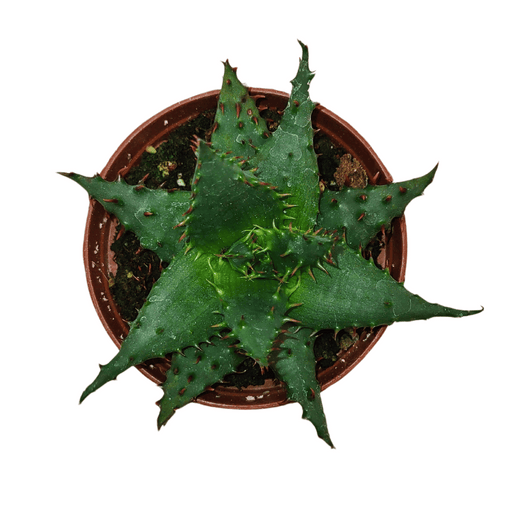 Aloe Broomii - Cactus en ligne