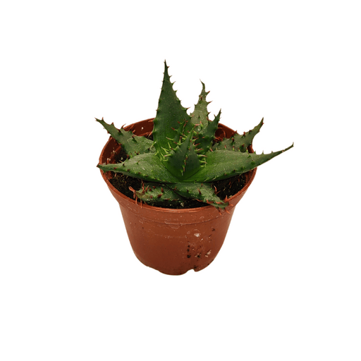Aloe Broomii - Cactus en ligne