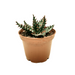 Aloe Erinacea - Cactus en ligne