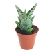 Aloe Pheasant Breast - Cactus en ligne