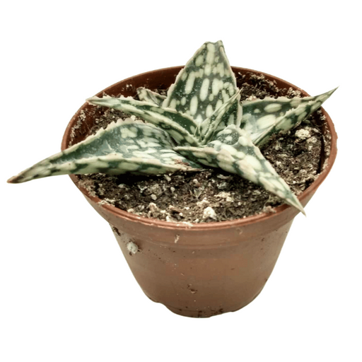 Aloe 'Blizzard' hybrid - Cactus en ligne