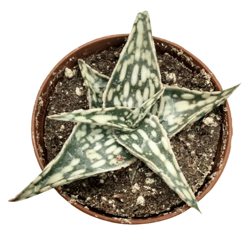 Aloe 'Blizzard' hybrid - Cactus en ligne