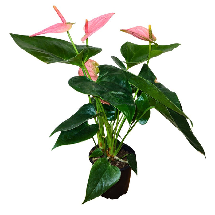anthurium andreanum Anthurium Andreanum 'Pink' — Cactus en Ligne