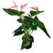 Anthurium Andreanum 'Pink' - Cactus en ligne