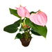 Anthurium Andreanum 'Pink' - Cactus en ligne