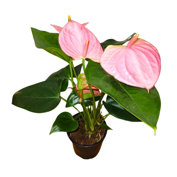 Anthurium Andreanum 'Pink' — Cactus en Ligne
