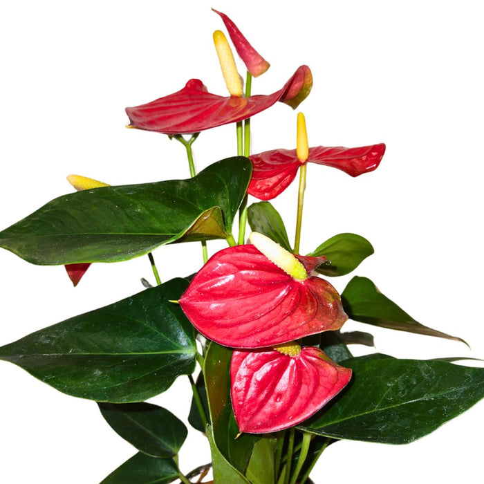 anthurium andreanum rød Anthurium Andreanum 'Red' — Cactus en Ligne