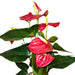 Anthurium Andreanum 'Red' - Cactus en ligne