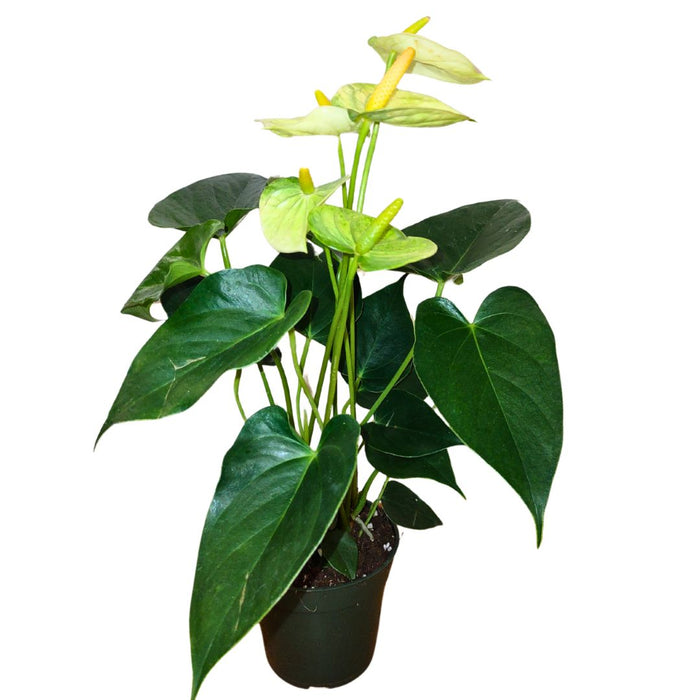 anthurium fleurs vertes Anthurium Andreanum 'Blanc' — Cactus en Ligne