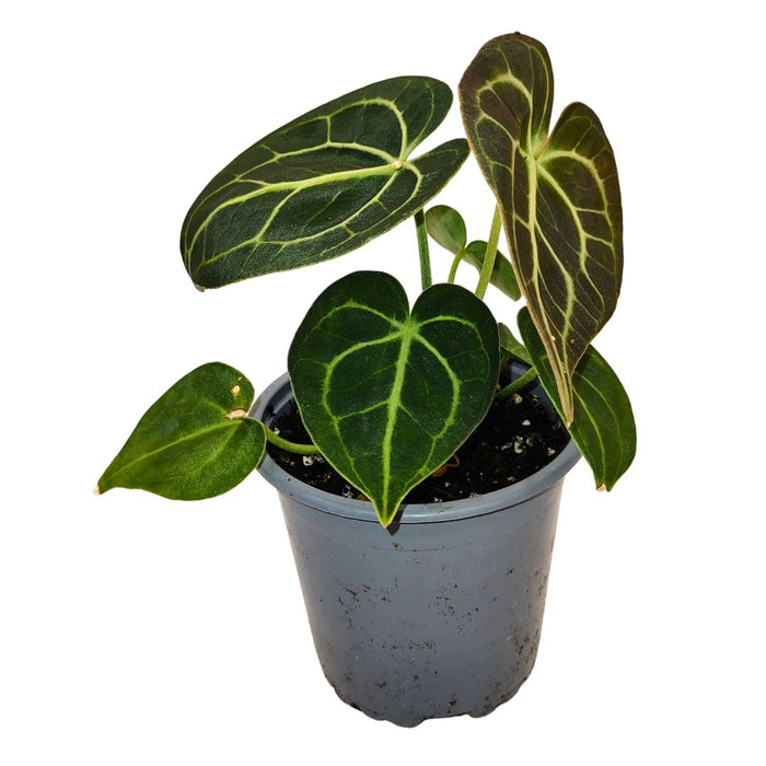 Anthurium Clarinervium - Cactus en ligne