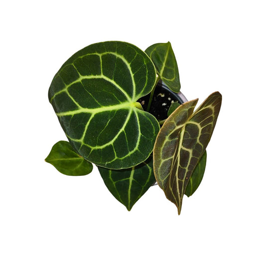 Anthurium Clarinervium - Cactus en ligne