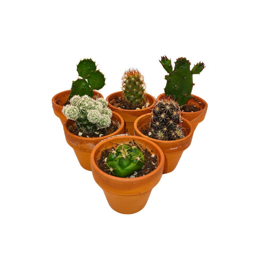 Assorted Cactus Tray - 1.5" Terracotta - Cactus en ligne