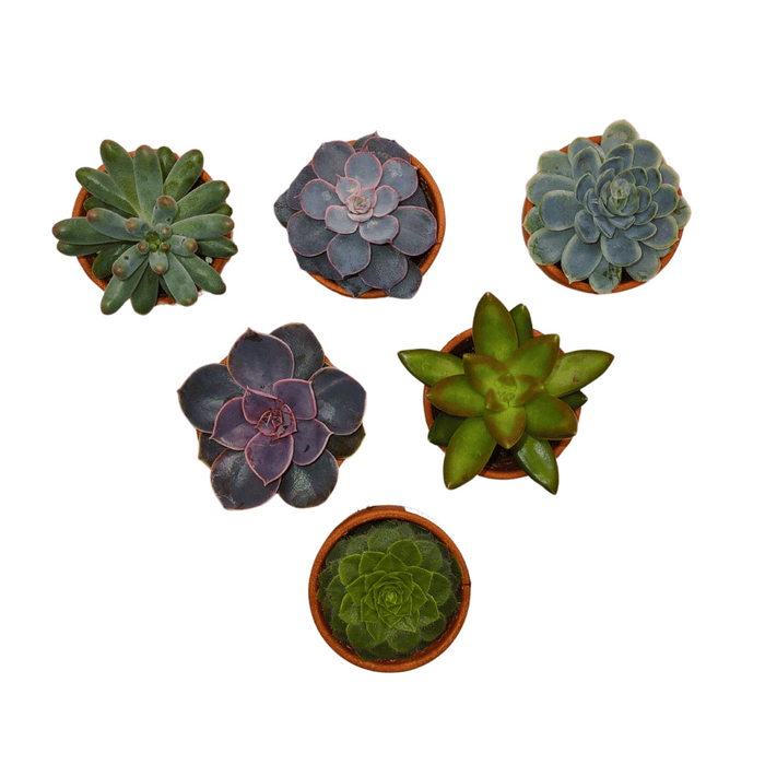 sweet succulents Sweet Succulents 6-Pack — Cactus en Ligne