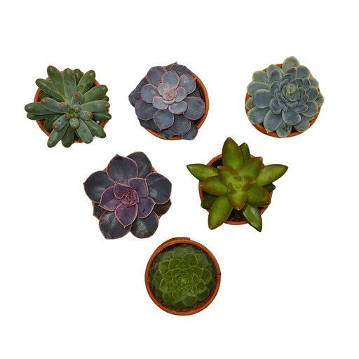 Assorted Succulent Tray - 1.5'' Terracotta - Cactus en ligne