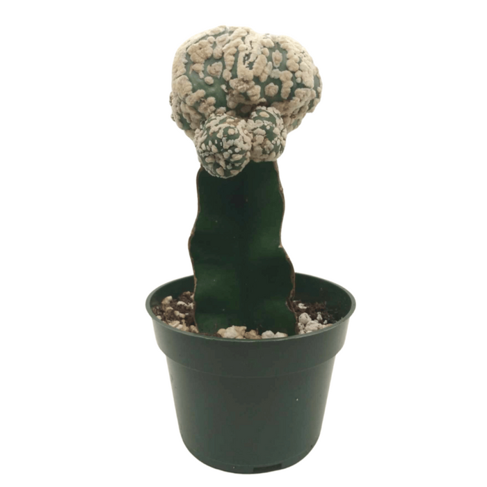 Astrophytum Asterias - Cactus en ligne