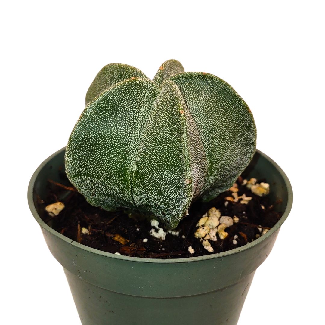 Astrophytum Myriostigma — Cactus en Ligne