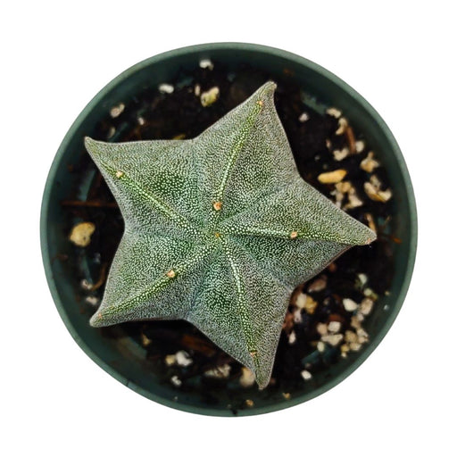 Astrophytum Myriostigma - Cactus en ligne