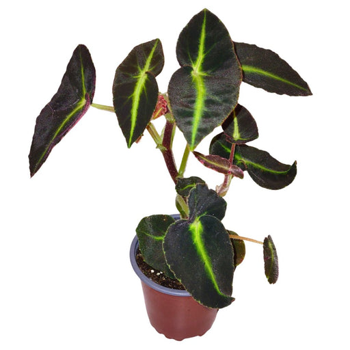 Begonia Listada - Cactus en ligne