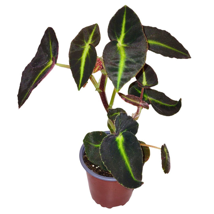 Begonia Listada - Cactus en ligne
