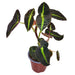 Begonia Listada - Cactus en ligne