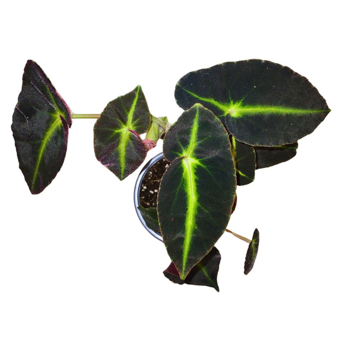 Begonia Listada - Cactus en ligne