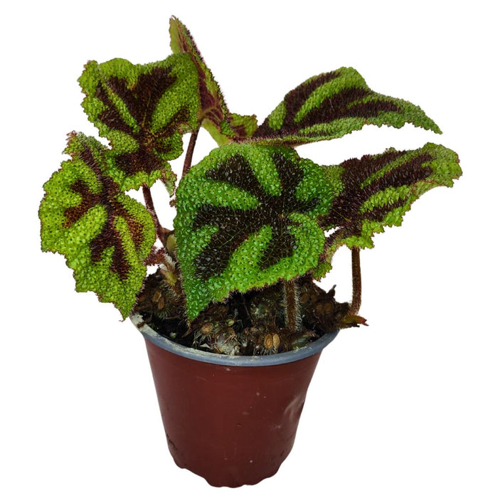 Begonia Masoniana Iron Cross - Cactus en ligne