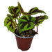 Begonia Masoniana Iron Cross - Cactus en ligne
