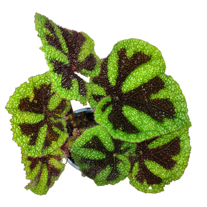 Begonia Masoniana Iron Cross - Cactus en ligne