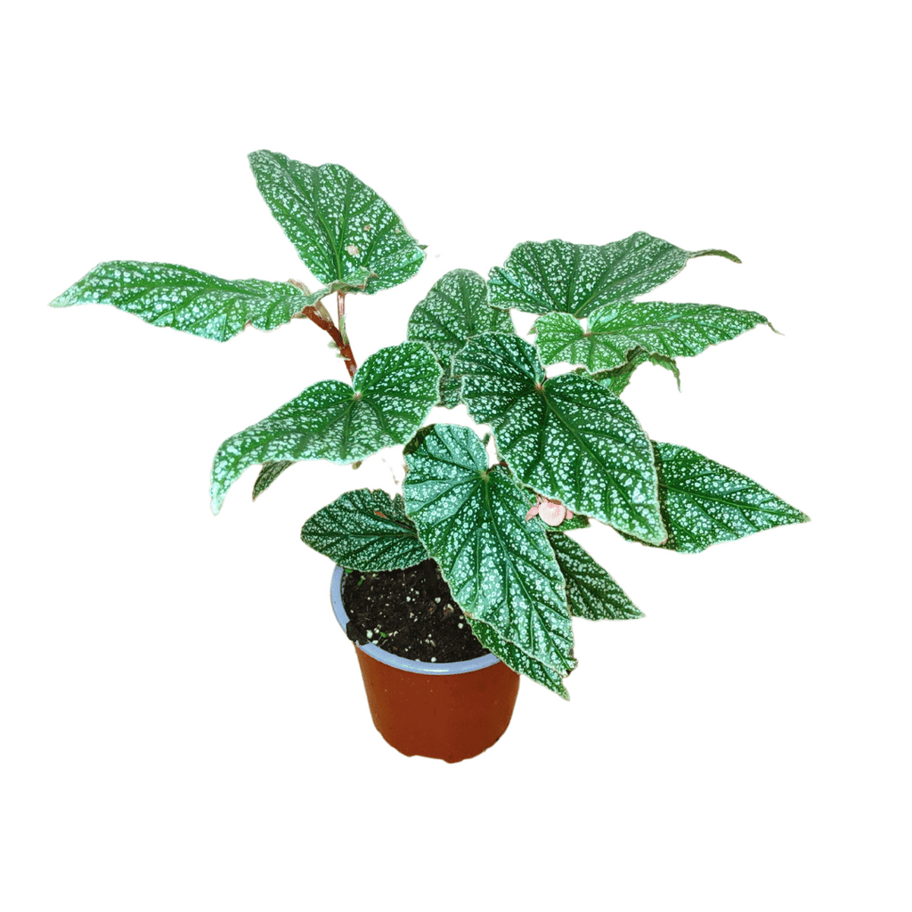 Begonia  Capped Variegata｜ベゴニア Begonia_SnowCapped_1_1024x1024