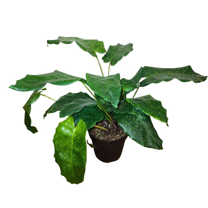 Calathea Musaica