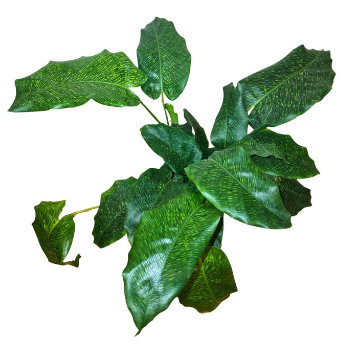 Calathea Musaica