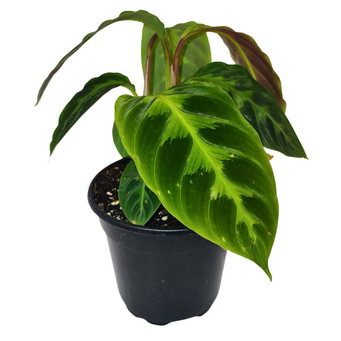 Calathea Warscewiccii