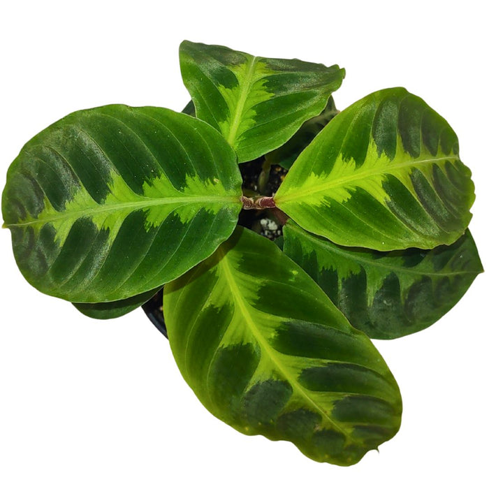 Calathea Warscewiccii