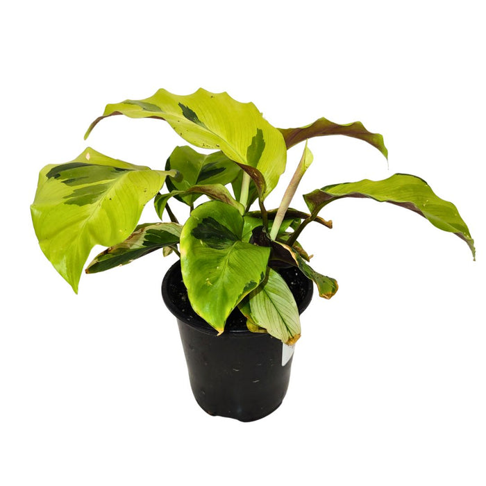 Calathea Yellow Fusion - Cactus en ligne