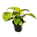 Calathea Yellow Fusion - Cactus en ligne