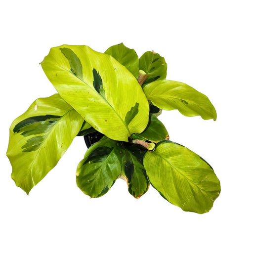 Calathea Yellow Fusion - Cactus en ligne