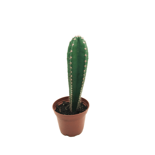 Cereus Forbesii - Cactus en ligne