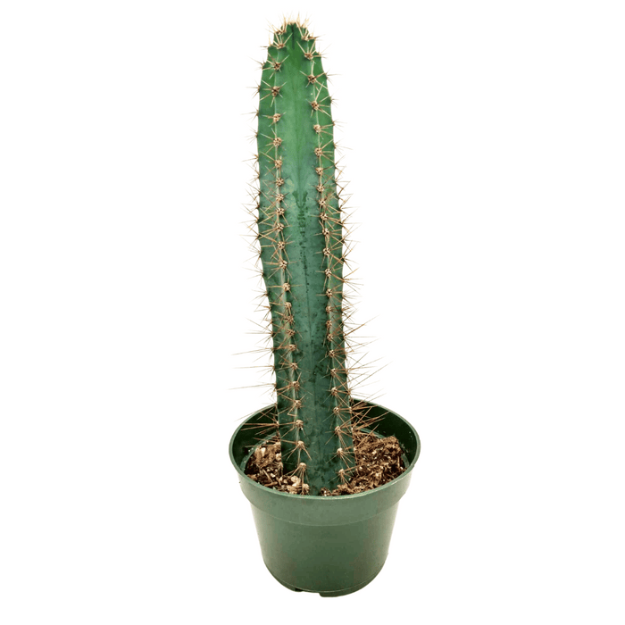 Cereus Forbesii - Cactus en ligne