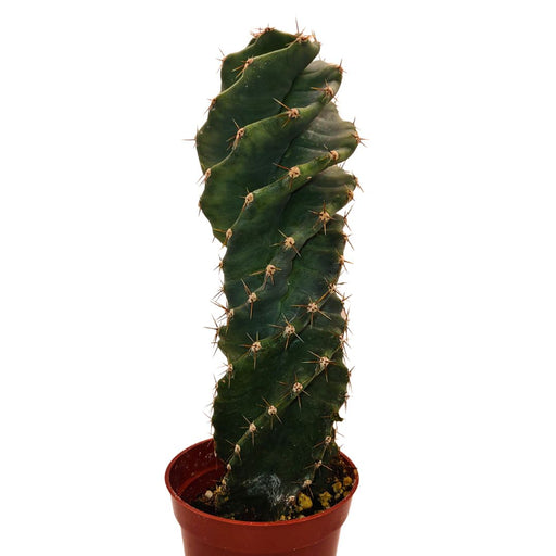 Cereus Forbesii cv Spiralis - Cactus en ligne