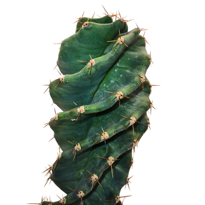 Cereus Forbesii cv Spiralis - Cactus en ligne