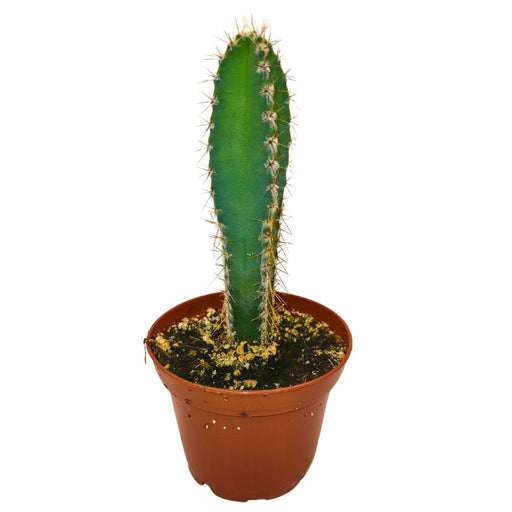 Cereus Hankeanus - Cactus en ligne