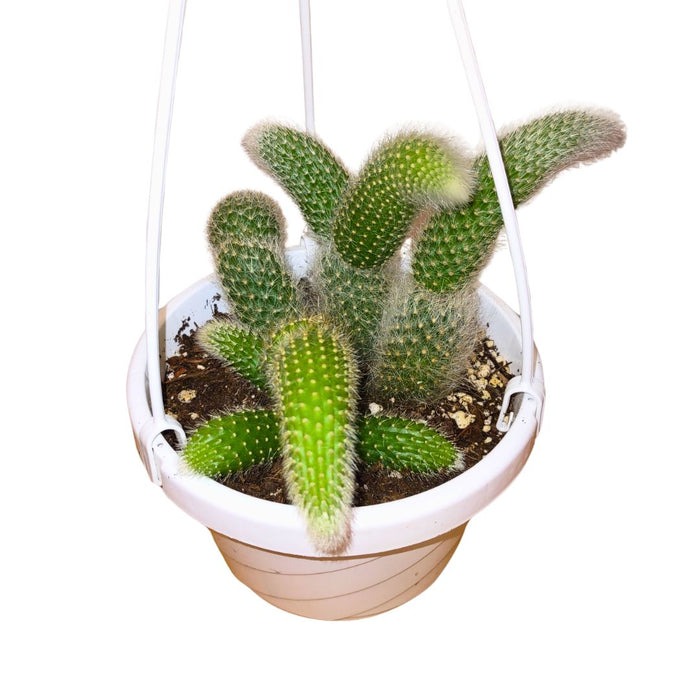 Cleistocactus Colademononis Monkey Tail - Cactus en ligne