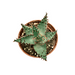 Aloe Erinacea - Cactus en ligne