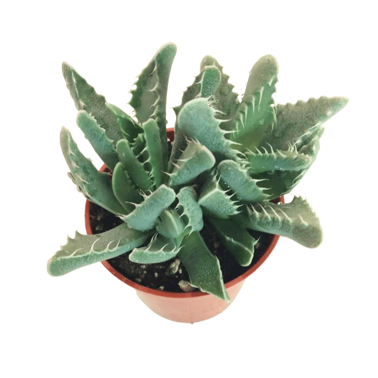 Tropica - Cactus - (Faucaria Trigrina) - 40 Semi - 10